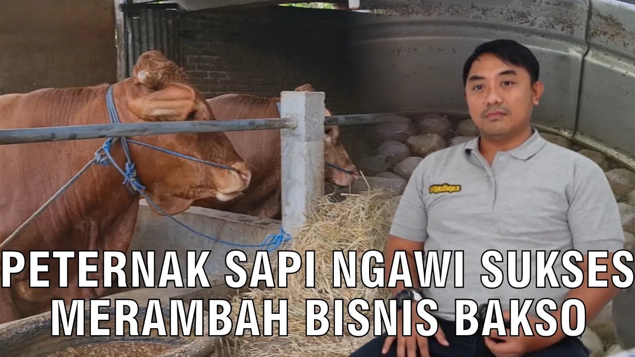 
                                 Peternak-Sapi-Ngawi-Sukses-Merambah-Bisnis-Bakso